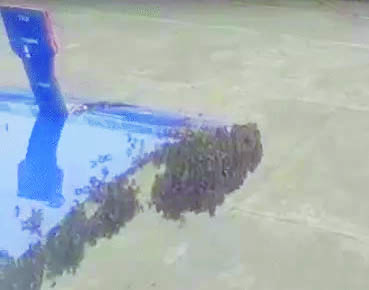 सूरत में इंडिगो की फ्लाइट पर मधुमक्खियों का हमला, टेकऑफ में हुई एक घंटे की देरी