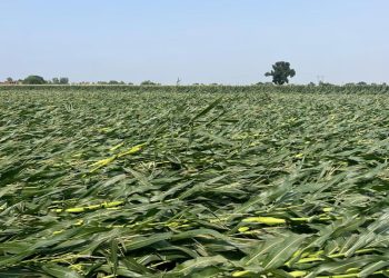 किसानों को अब बिना फसल नुकसान प्रमाण के मिलेगा मुआवजा, देश में पहला वेदर डेरिवेटिव सिस्टम होगा विकसित