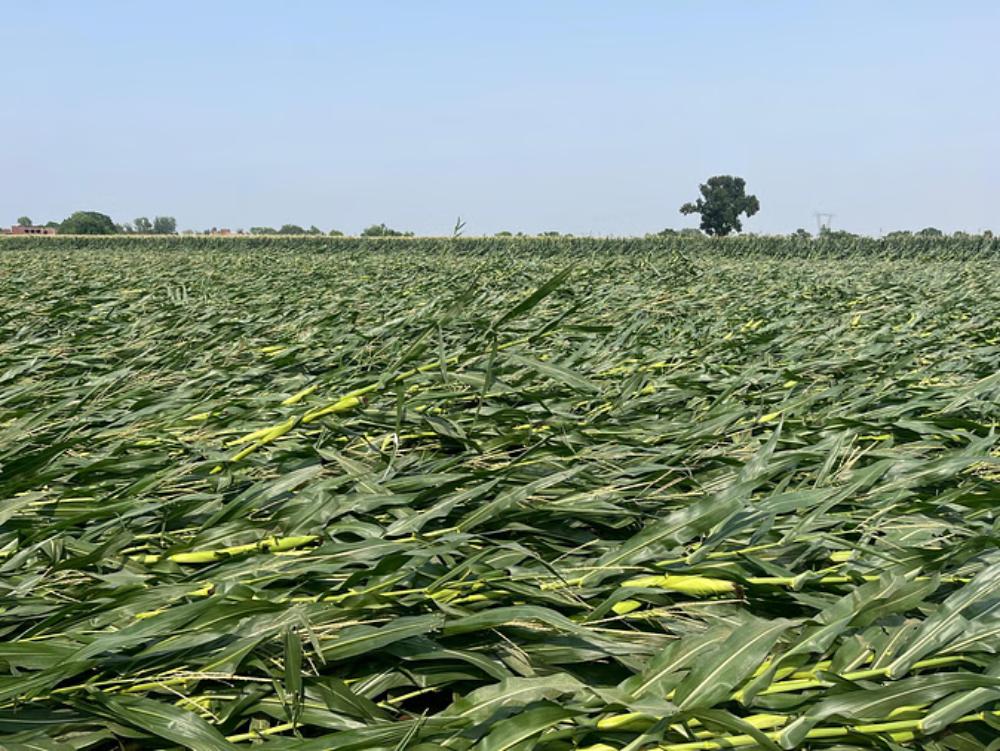 किसानों को अब बिना फसल नुकसान प्रमाण के मिलेगा मुआवजा, देश में पहला वेदर डेरिवेटिव सिस्टम होगा विकसित