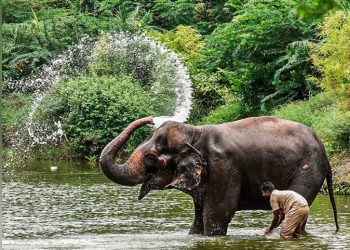 हथिनी माधुरी के लिए नई शुरुआत: कोल्हापुर में वंतारा का पुनर्वास केंद्र प्रस्तावित