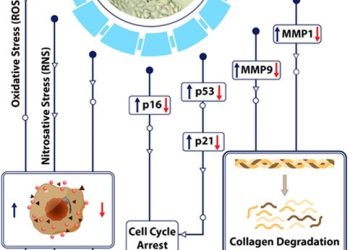 इम्यूनोग्रिट करेगा अजरता-अमरता के वरदान को सिद्ध