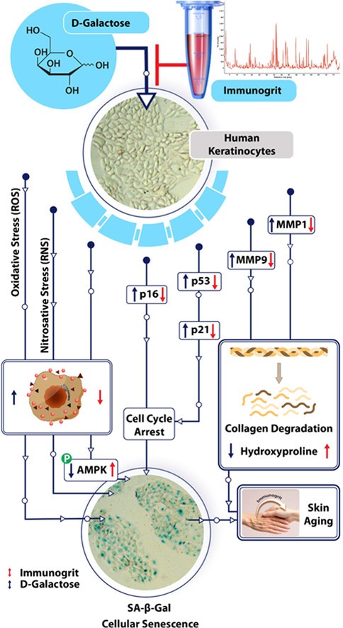 इम्यूनोग्रिट करेगा अजरता-अमरता के वरदान को सिद्ध