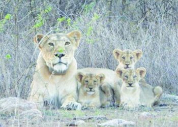 राज्य के 11 जिलों में 35000 वर्ग किलोमीटर क्षेत्र में शेरों की उपस्थिति