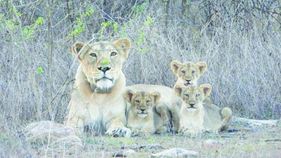 राज्य के 11 जिलों में 35000 वर्ग किलोमीटर क्षेत्र में शेरों की उपस्थिति