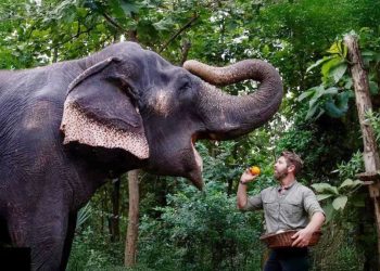 जियोहॉटस्टार पर वनतारा की अनकही कहानी, डॉक्यूमेंट्री ट्रेंड में