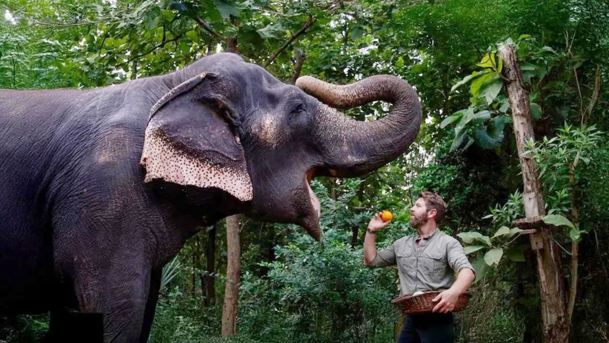 जियोहॉटस्टार पर वनतारा की अनकही कहानी, डॉक्यूमेंट्री ट्रेंड में