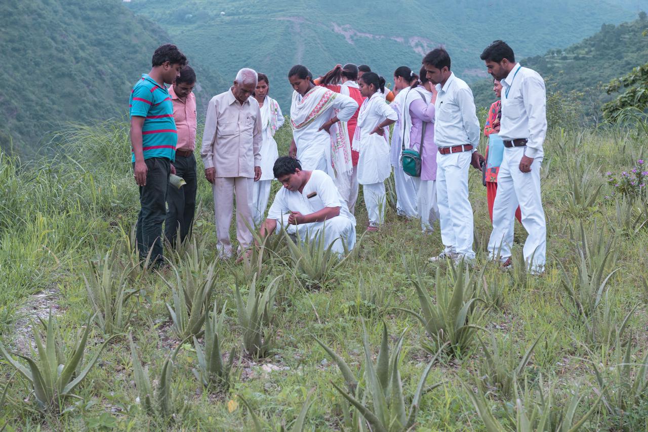 अब पूरे उत्तराखंड में सर्वे, जल्द सामने आयेगी नई तस्वीर, सरकार के पास पूरे राज्य में 1300 औषधीय पौधों का है महज आंकड़ा